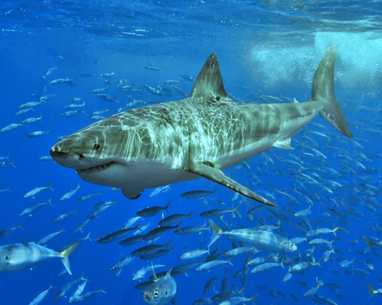 1280x1024 Zoo with Zenul Guider: Tiger SharK l HD Wallpaper l