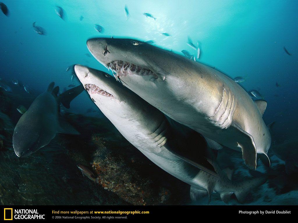 1024x768 Free download Sand Tiger Shark Picture Sand Tiger Shark Desktop