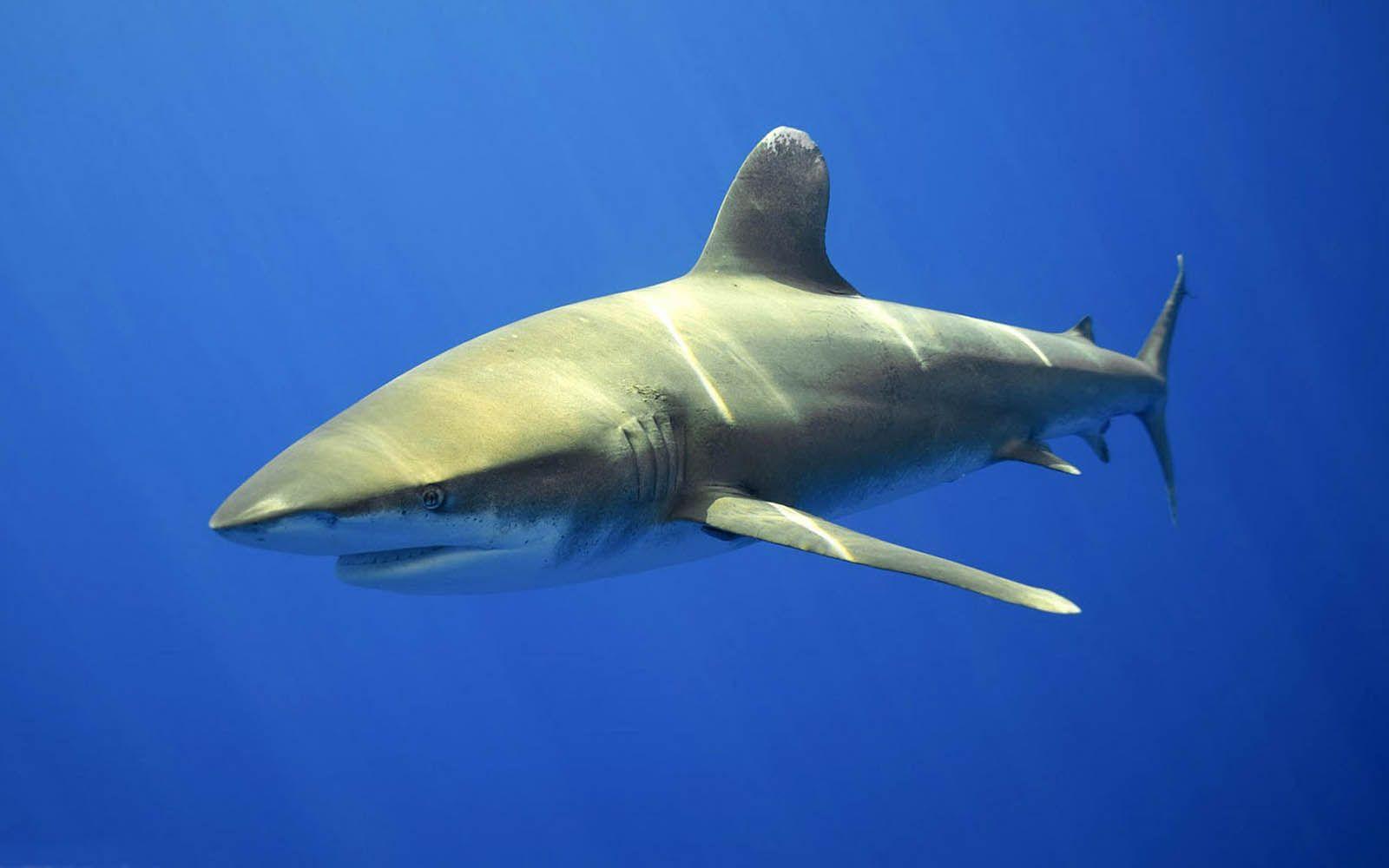 1600x1000 Beautiful Acterss Wallpaper HD: shark desktop wallpaper