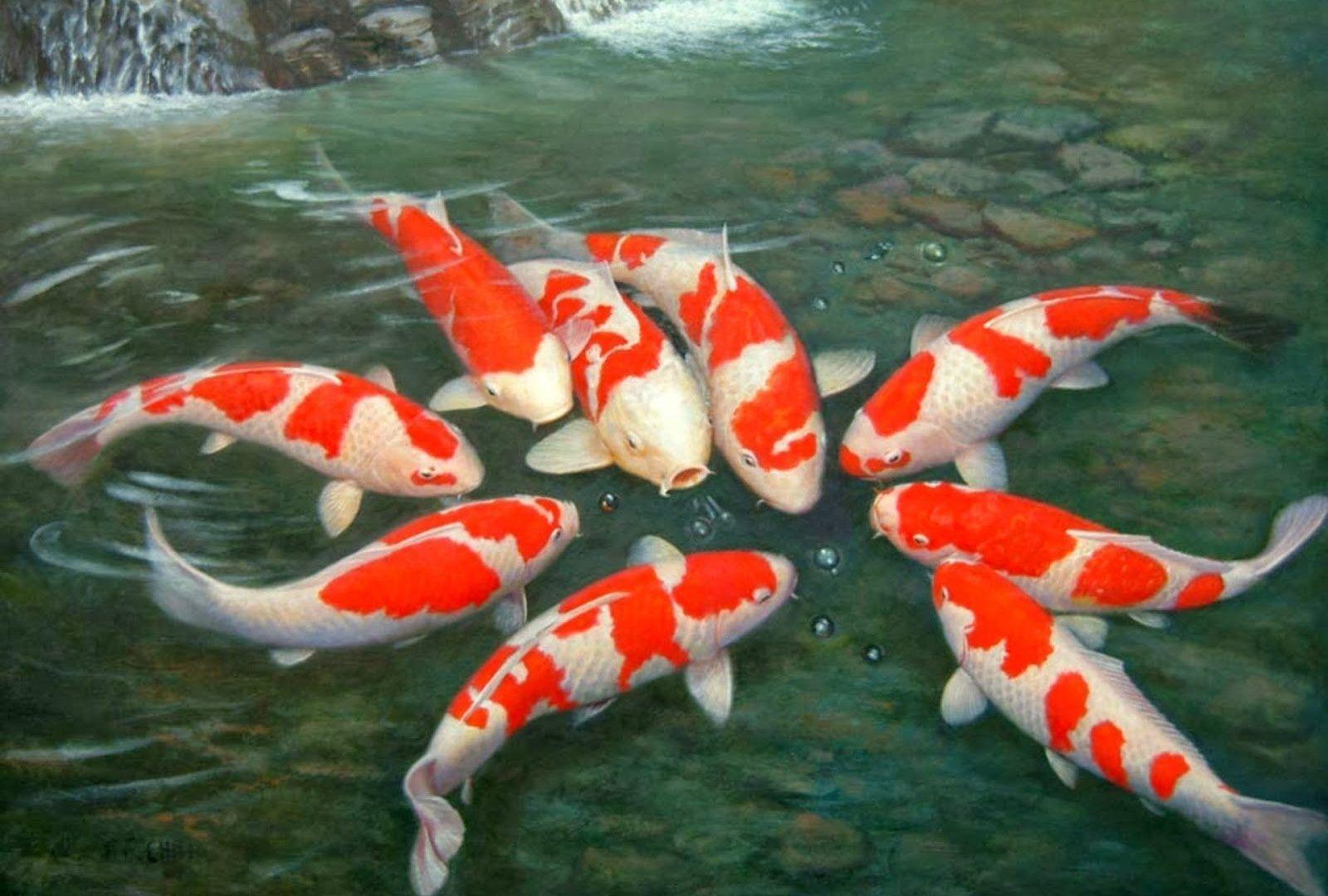  Animated  Koi  Fish  Wallpapers  Top Free Animated  Koi  Fish  