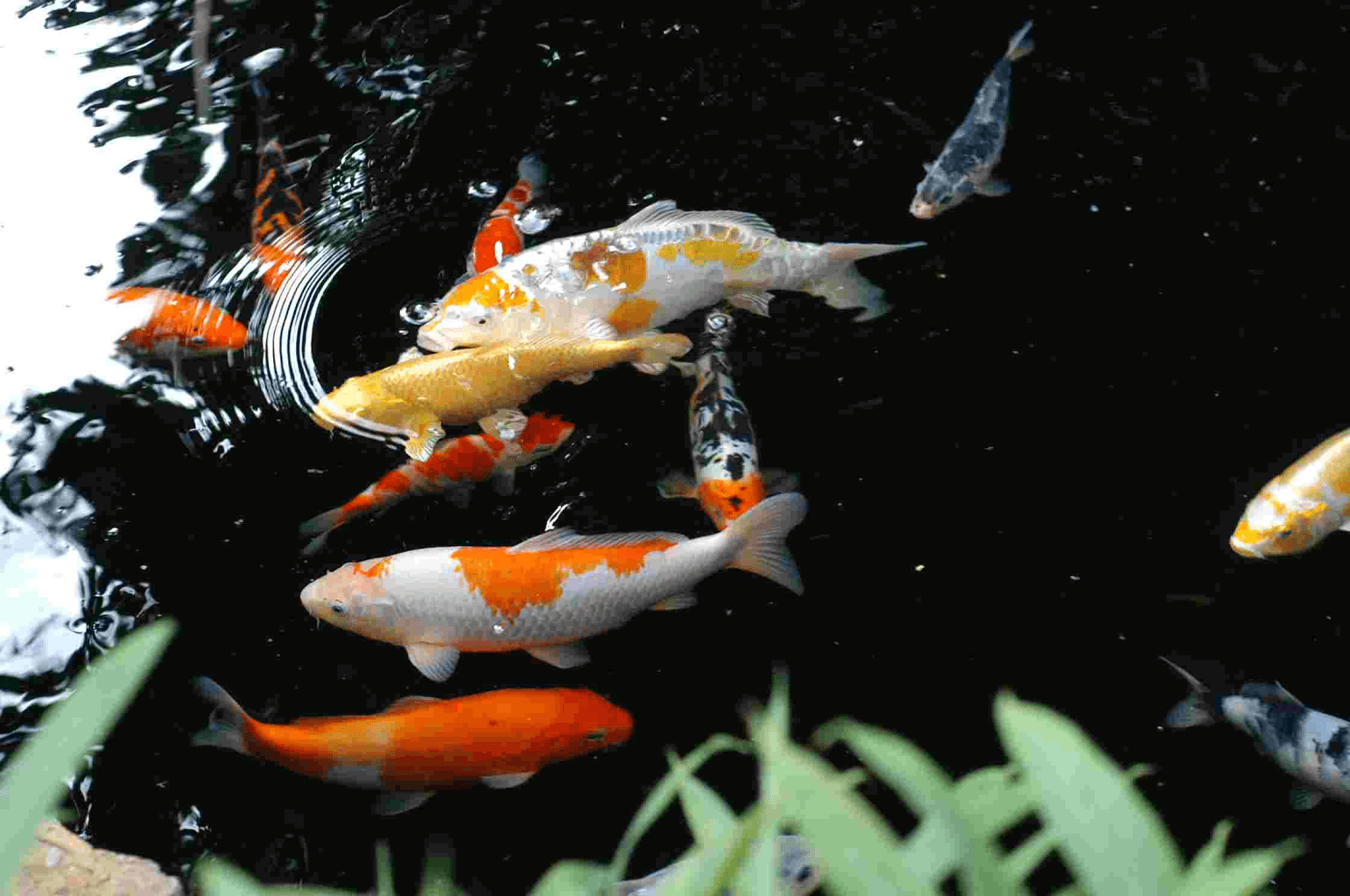 Koi fish. Карп кои парчовый. Карп кои вуалевый. Карп кои золотой. Карпы кои 4к.