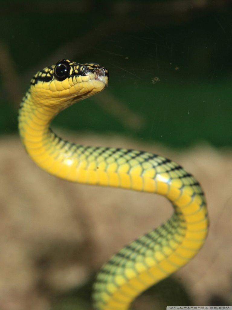 768x1024 Green And Yellow Snake ❤ 4K HD Desktop Wallpaper for 4K Ultra HD TV