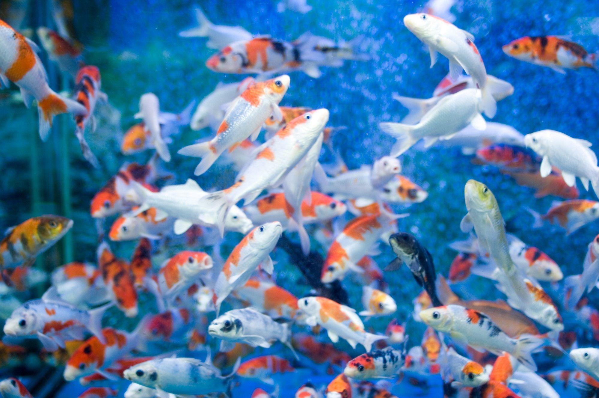 Animated Koi Fish Wallpapers - Top Free Animated Koi Fish Backgrounds