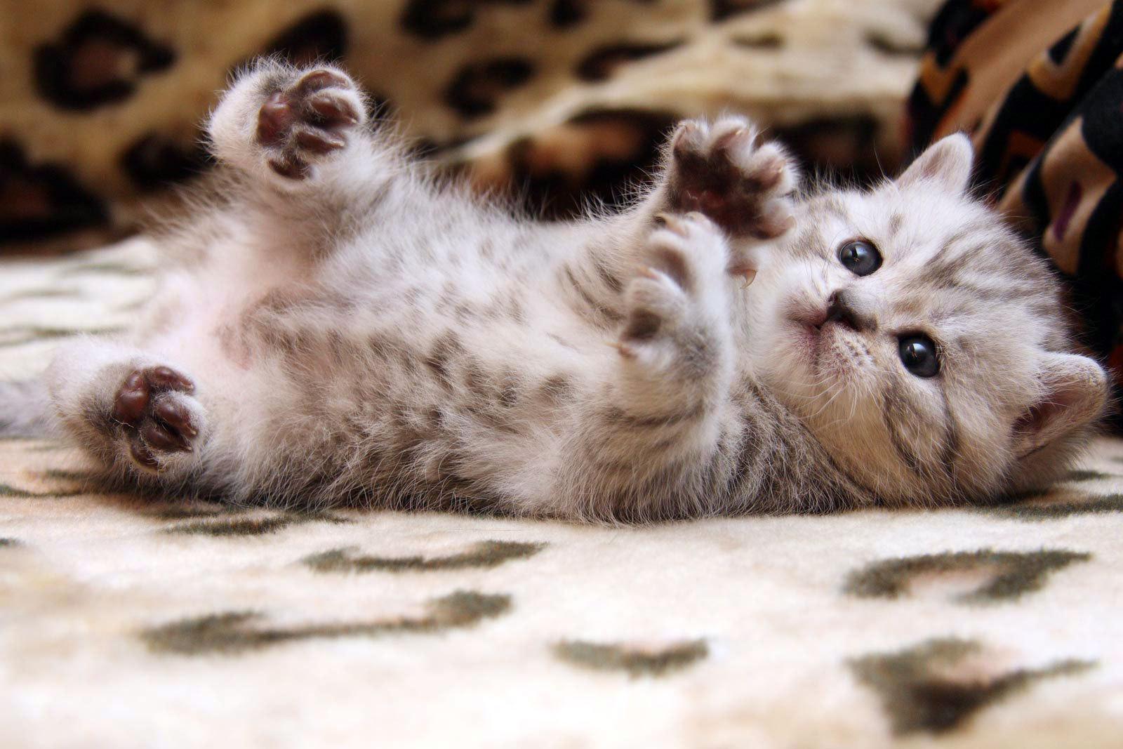 1600x1067 Cute Cat Wallpaper For Deskx1067 px