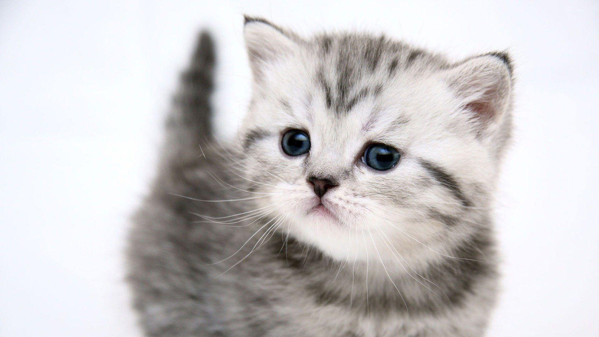 1920x1080 Cute Cat Wallpaper Desktop
