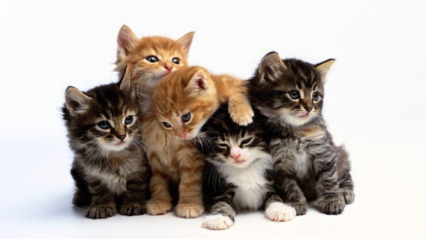 1366x768 Cute Cats Wallpaper 18587 1366x768px