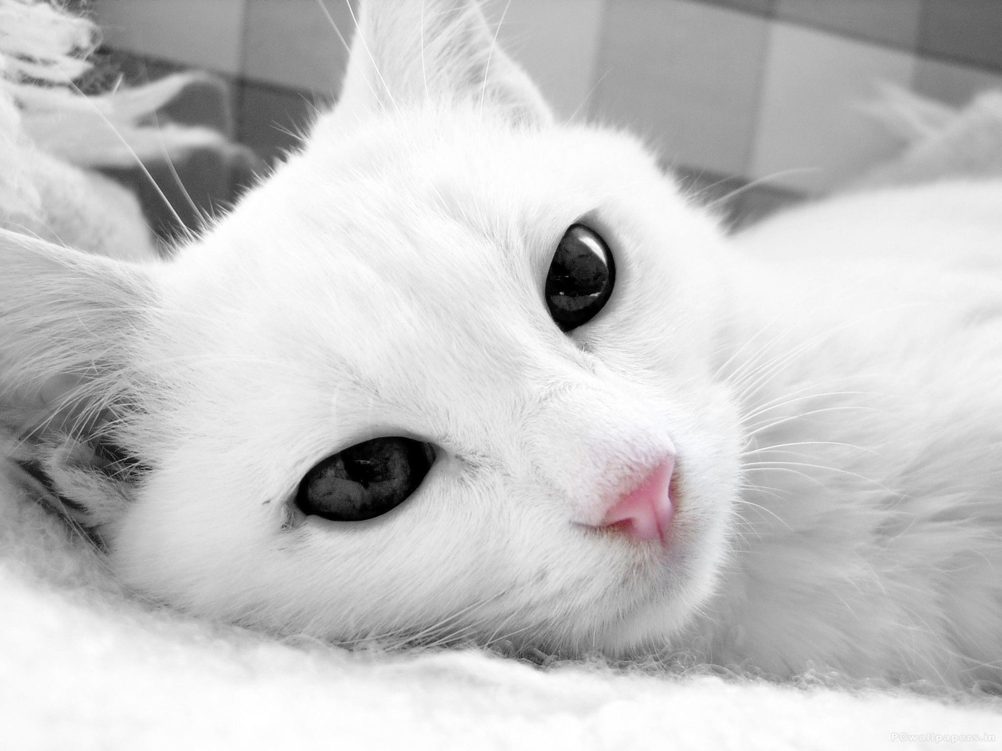 2048x1536 White Cats Wallpaper