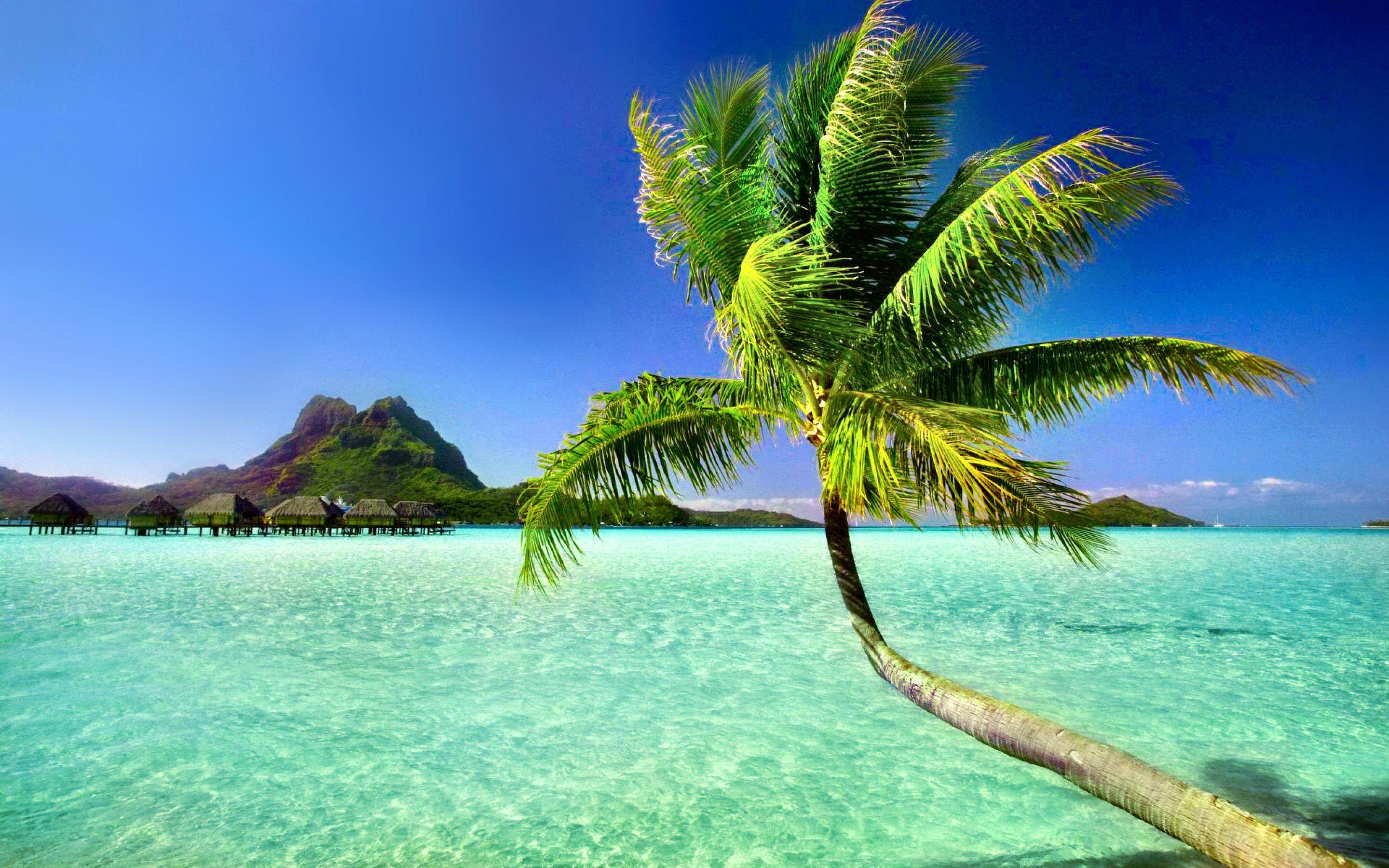 Palm Tree Beach Wallpapers Top Free Palm Tree Beach Backgrounds 