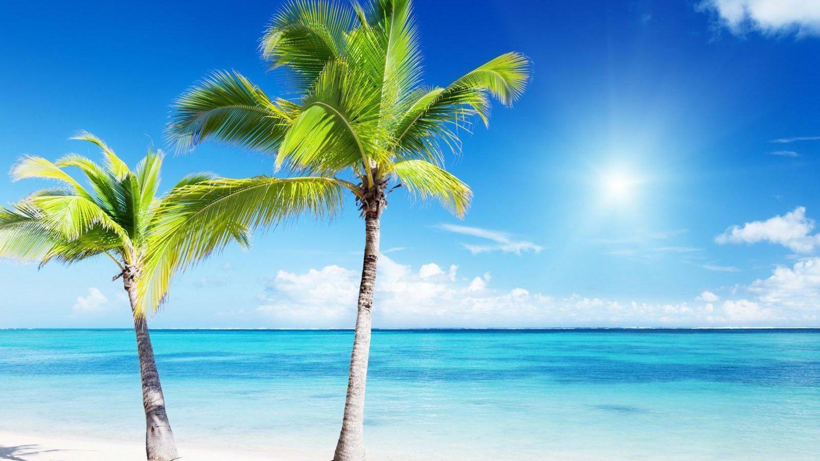 Palm Tree Beach Wallpapers - Top Free Palm Tree Beach Backgrounds ...