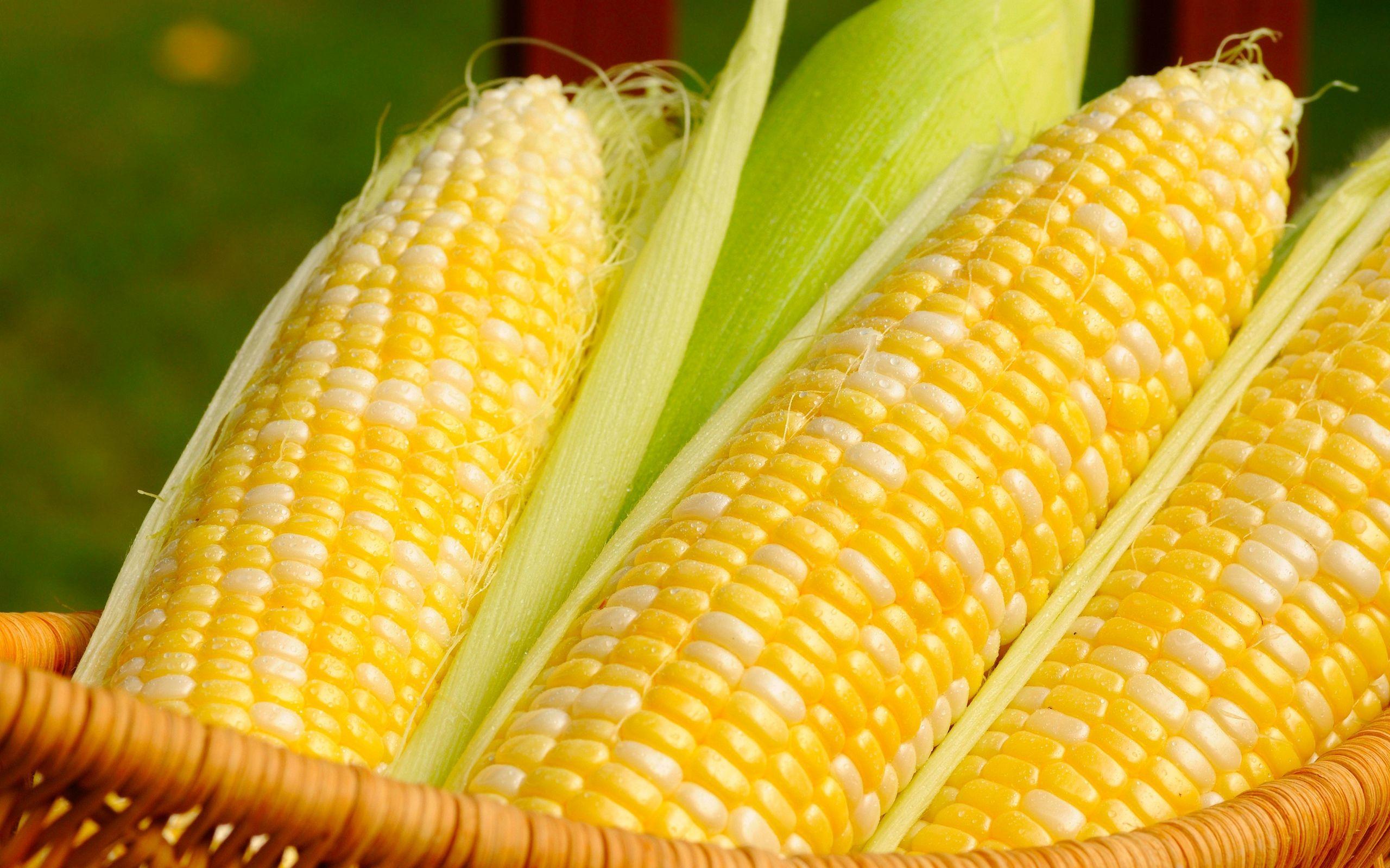 Corn Vector Art & Graphics | freevector.com