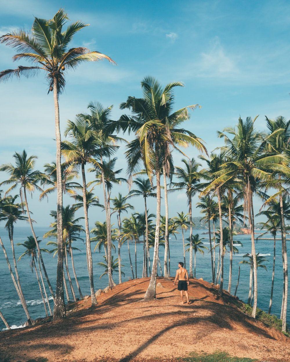 1000x1250 Palm Trees Beach Picture. Download Free Image