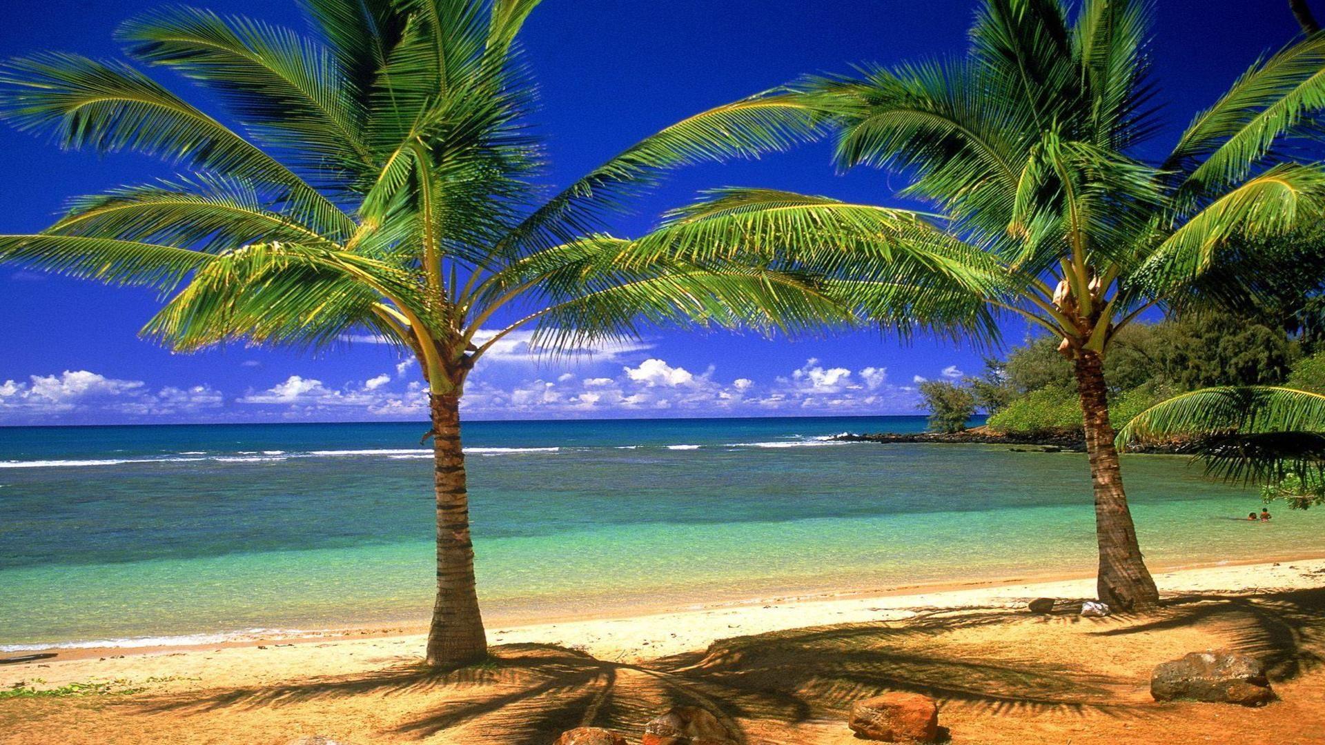 1920x1080 Palm Tree Society Island Beach