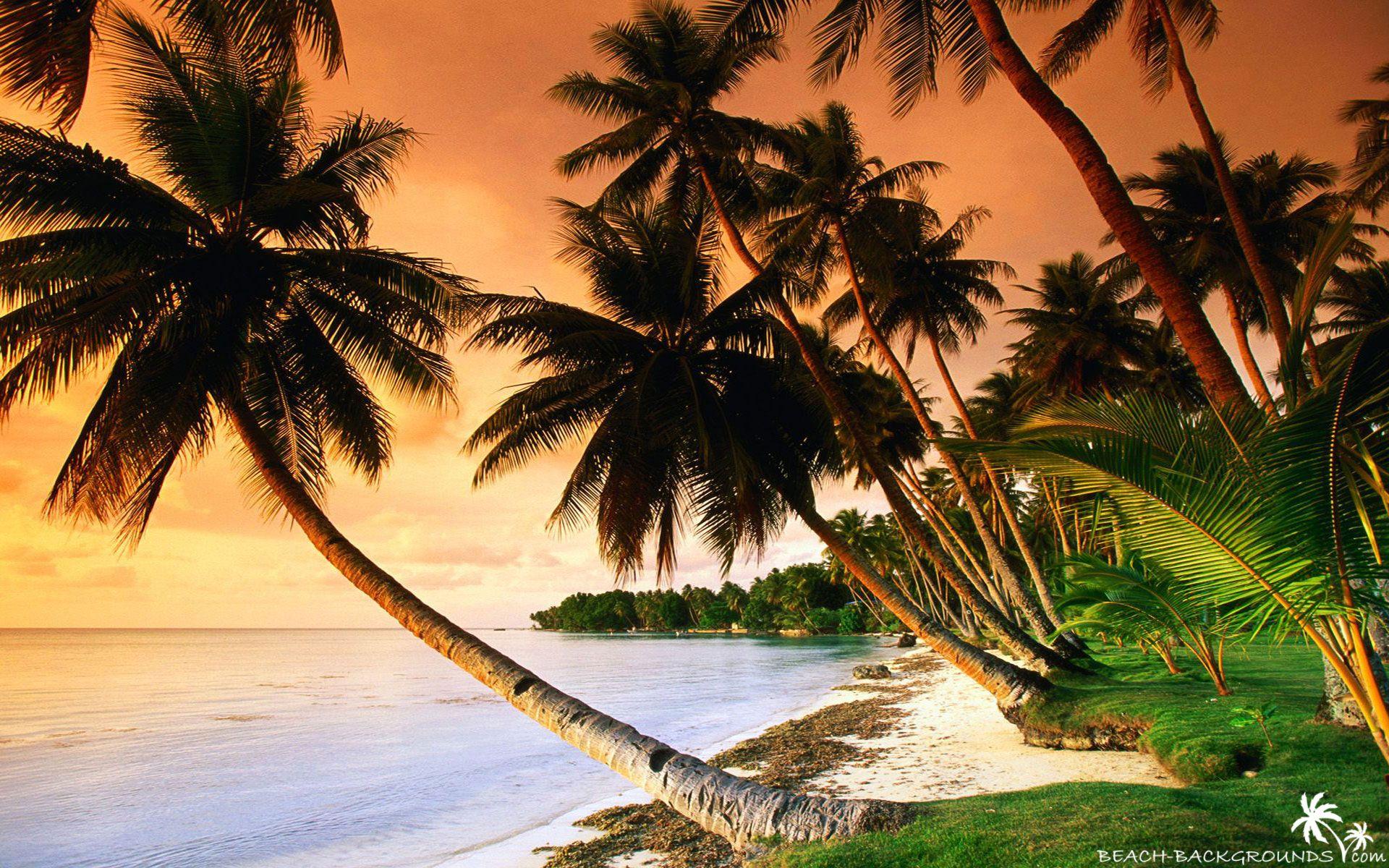1920x1200 Free download Beautiful beach palm trees on sunset Beach