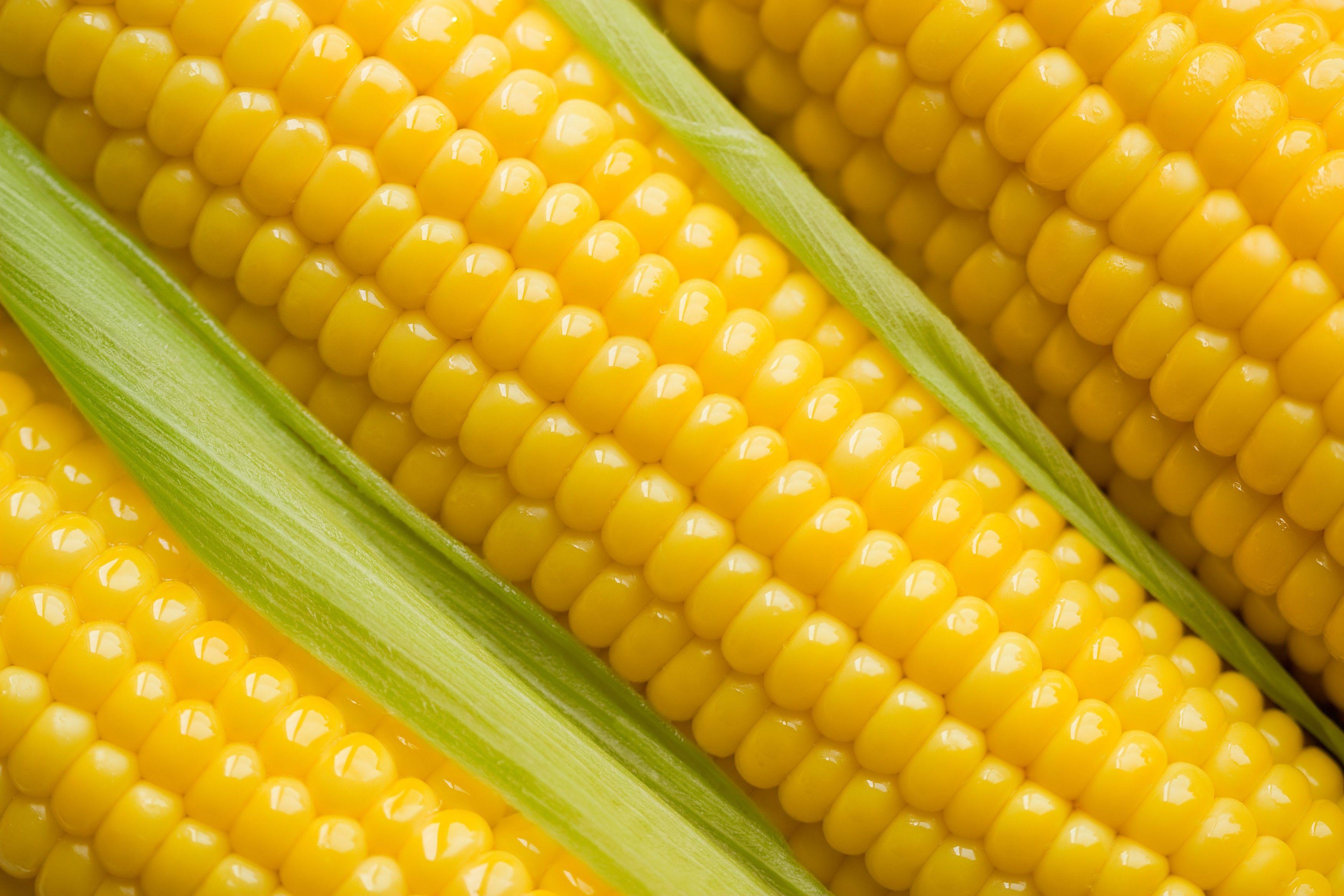 Corn Wallpapers - Top Free Corn Backgrounds - WallpaperAccess