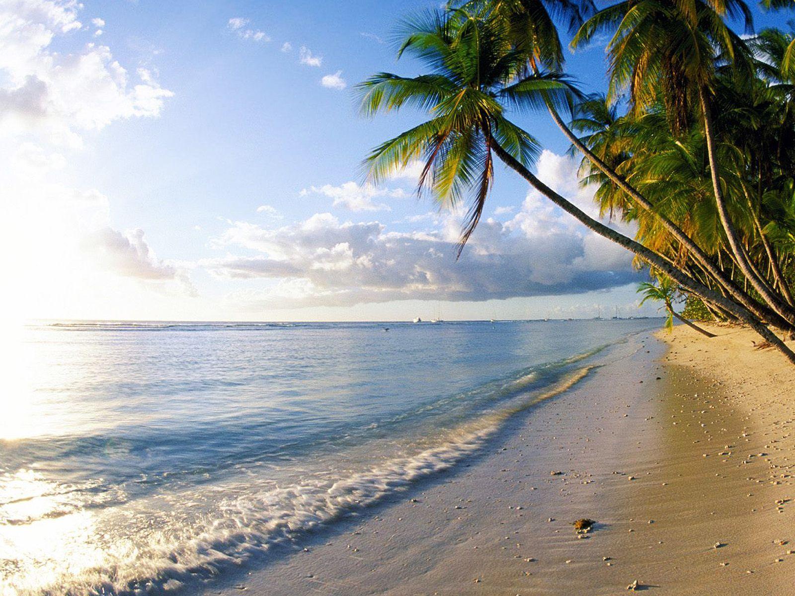 1600x1200 Palm trees on the Pigeon Point beach wallpaper