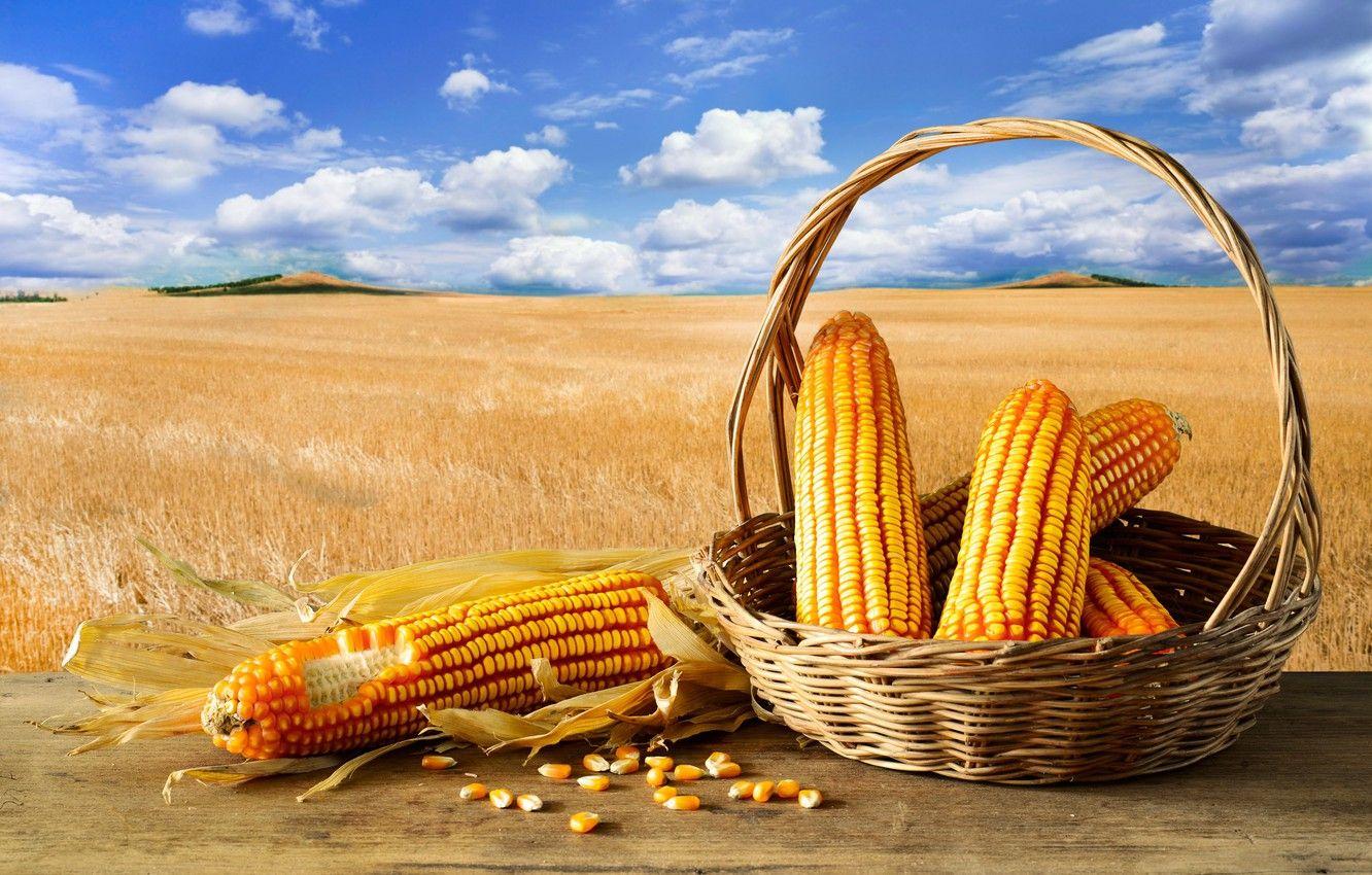 Corn Wallpapers - Top Free Corn Backgrounds - WallpaperAccess