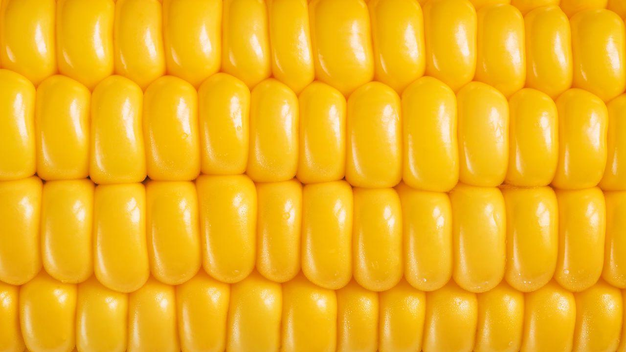 Corn Wallpapers - Top Free Corn Backgrounds - WallpaperAccess