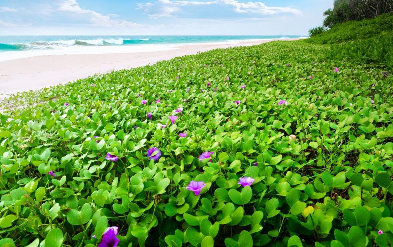 1280x804 Beach & Pretty Nature wallpaper. Beach & Pretty Nature