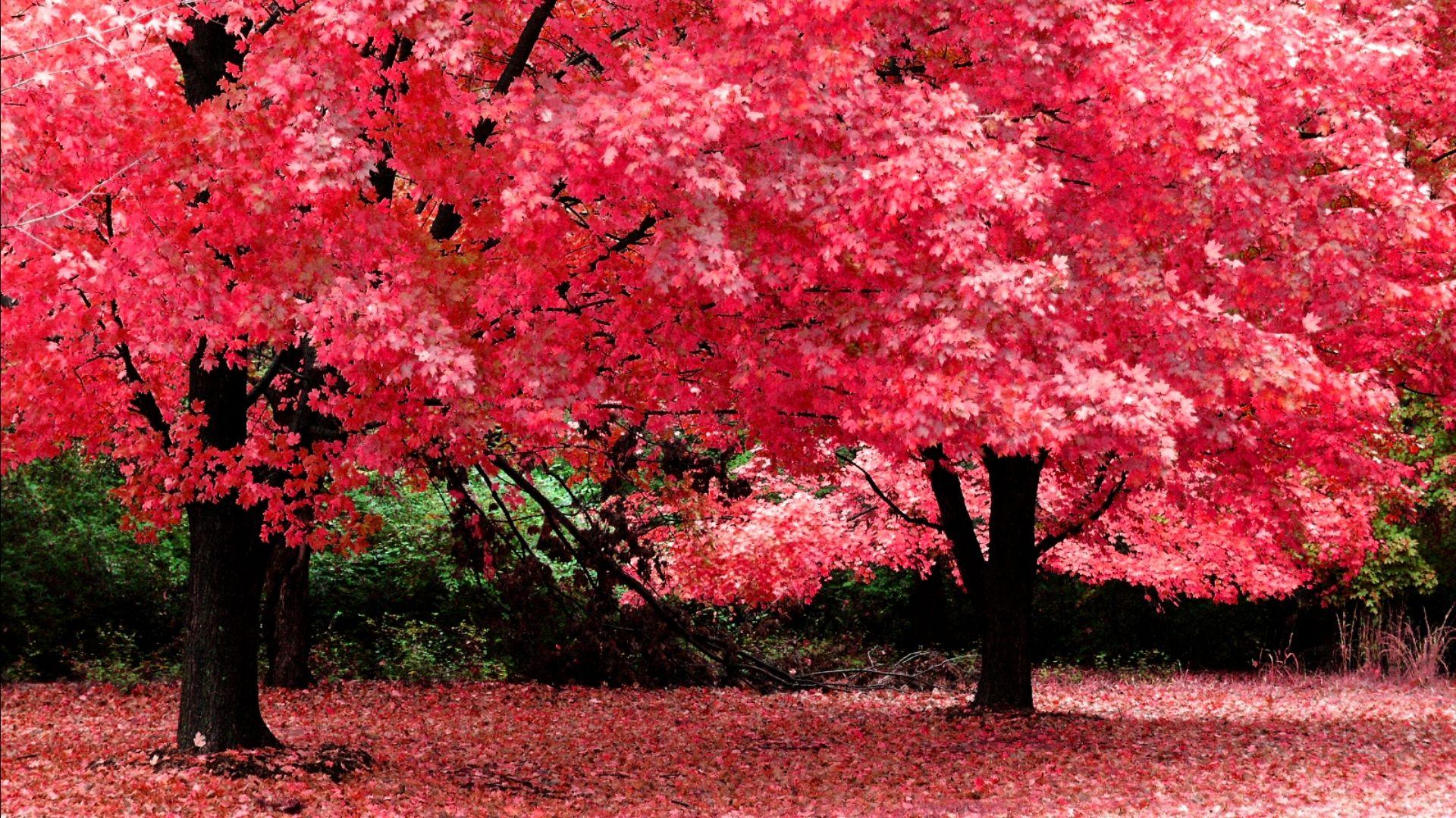 Pretty Nature Wallpapers - Top Free Pretty Nature Backgrounds ...