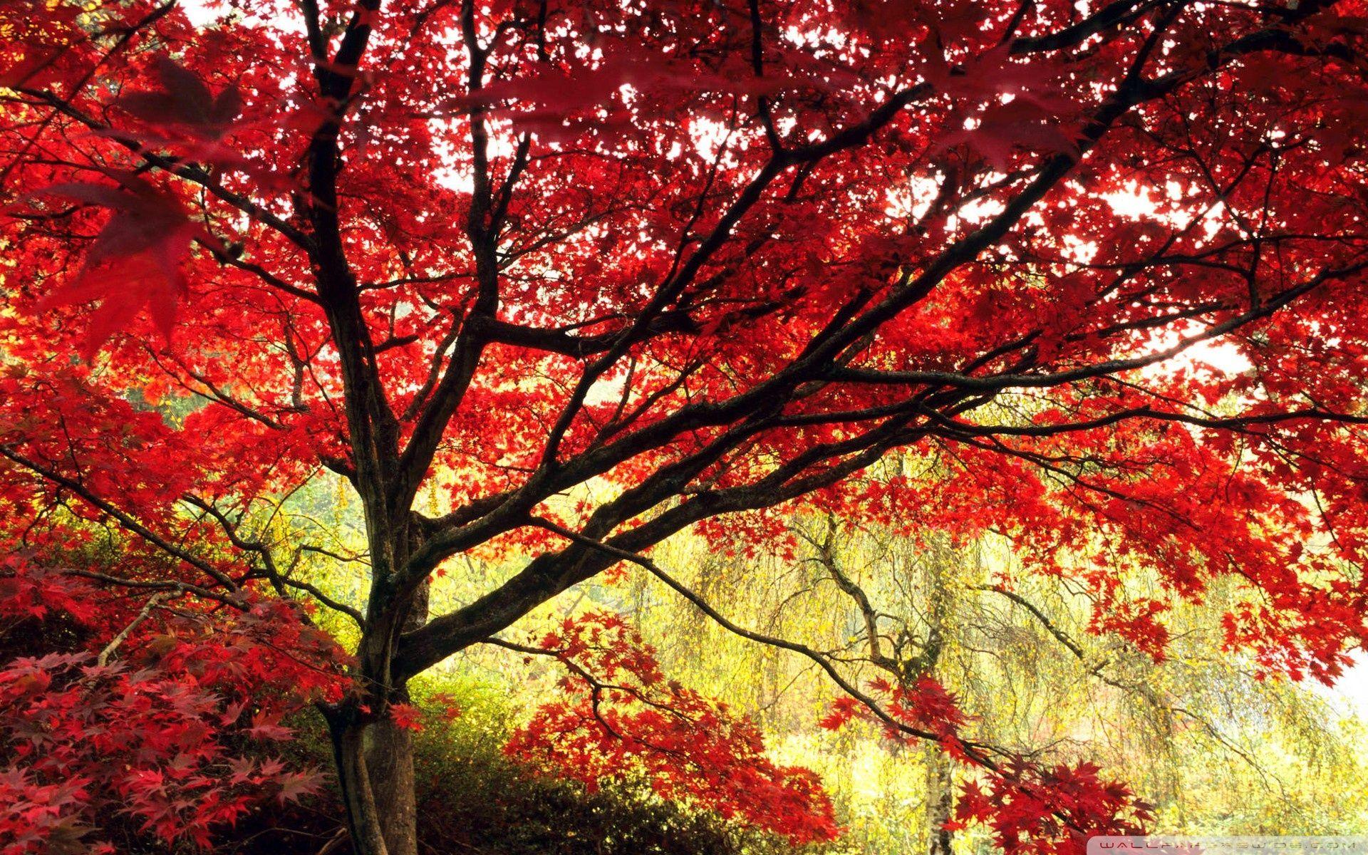 Japan Tree Wallpapers Top Free Japan Tree Backgrounds WallpaperAccess