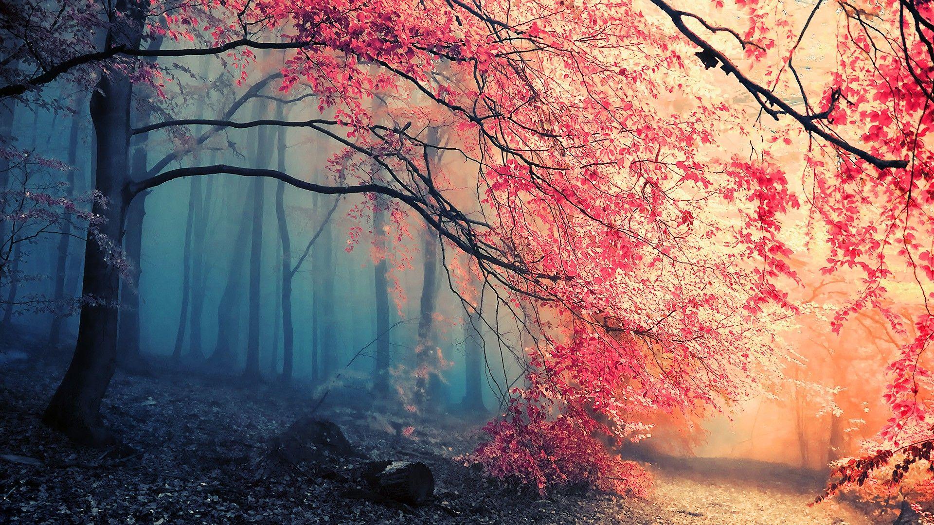 1920x1080 forest, Trees, Nature, Painting, Digital Art, Maple Leaves, Japan