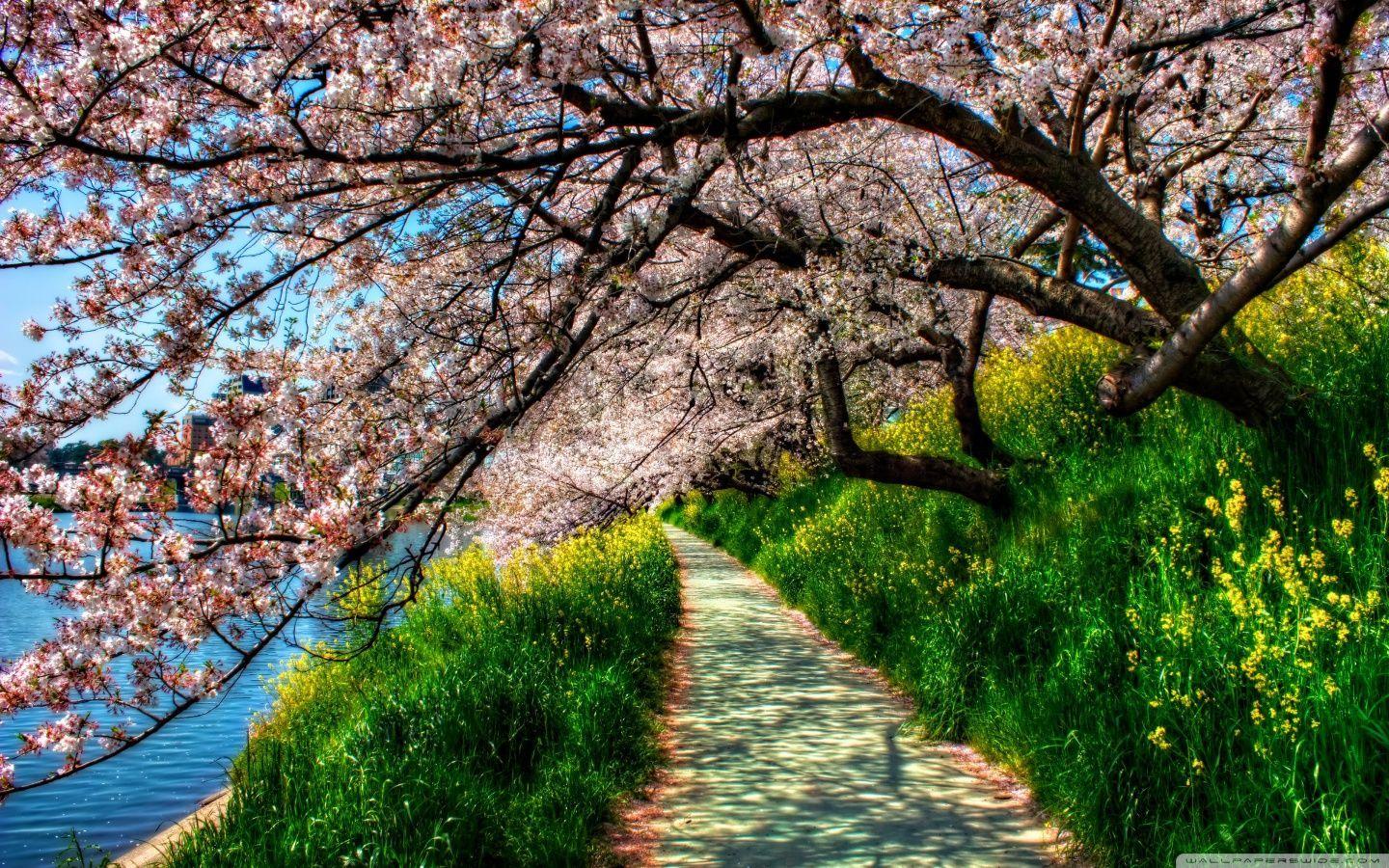 1440x900 Free nice desktop wallpaper in high quality. wallpaper
