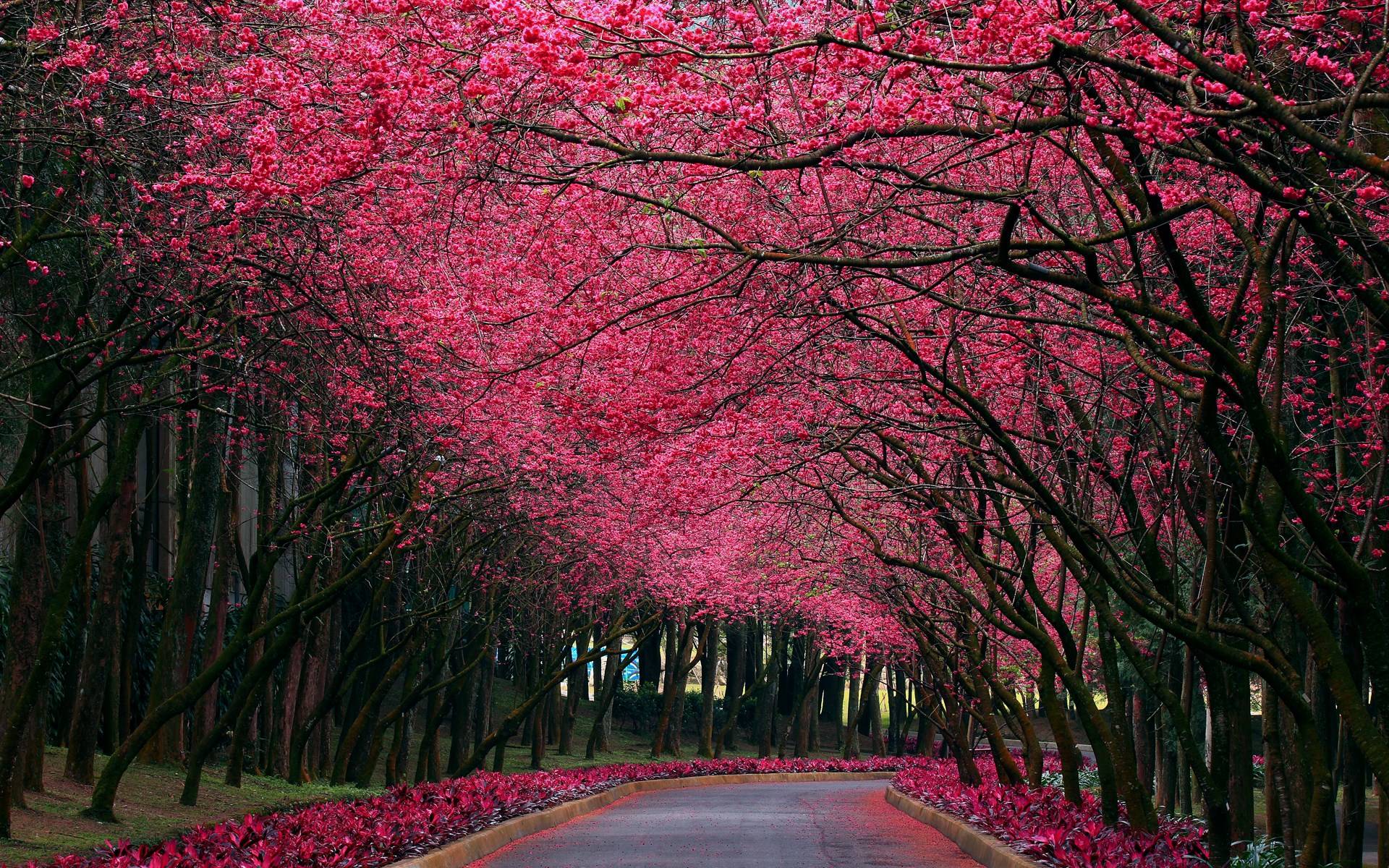 1920x1200 Pink Nature Wallpaper