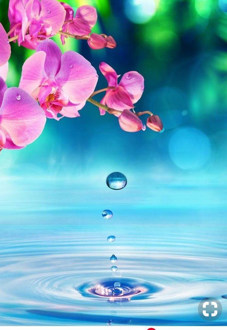 750x1089 Background ♥️. Wallpaper nature flowers