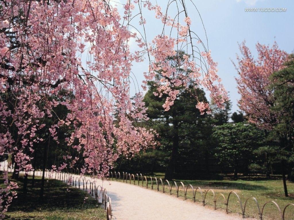 1024x768 Miscellaneous: Spring Japan Grass Sky Pink Park Travel Beautiful