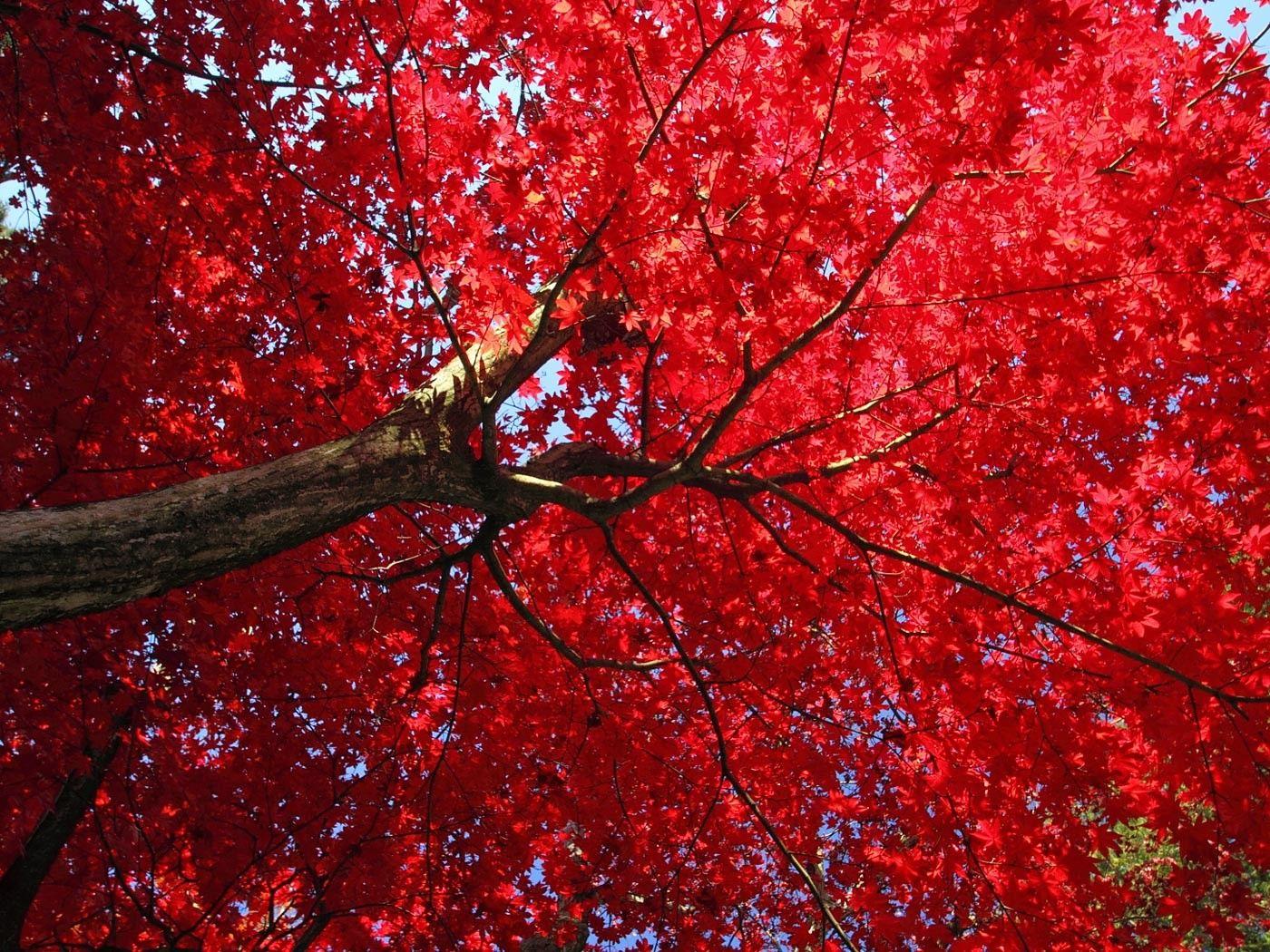 Japan Tree Wallpaper