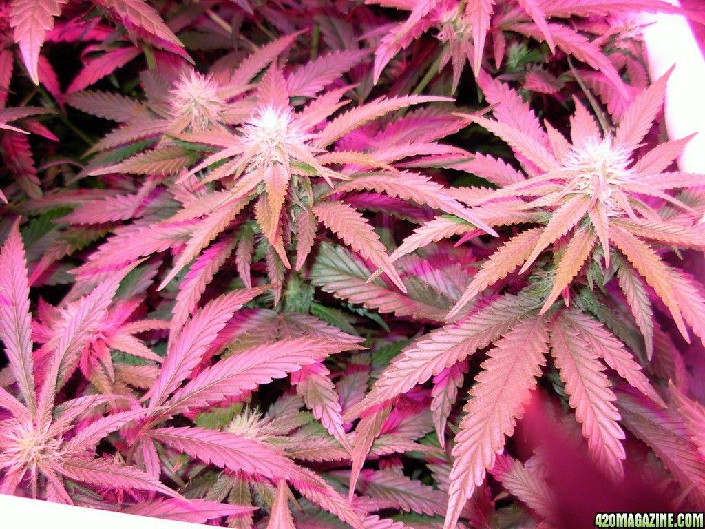 1024x768 Pretty Girly Weed Background. Pretty Wallpaper, Pretty Background and Pretty Christmas Wallpaper