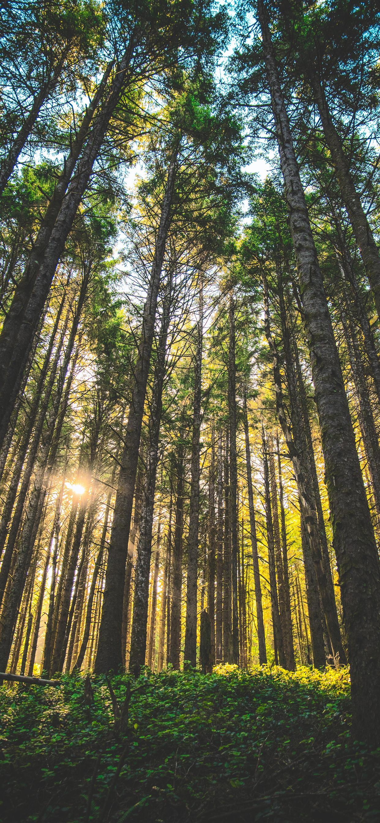 1242x2688 Oregon United States iPhone Wallpaper Free Download