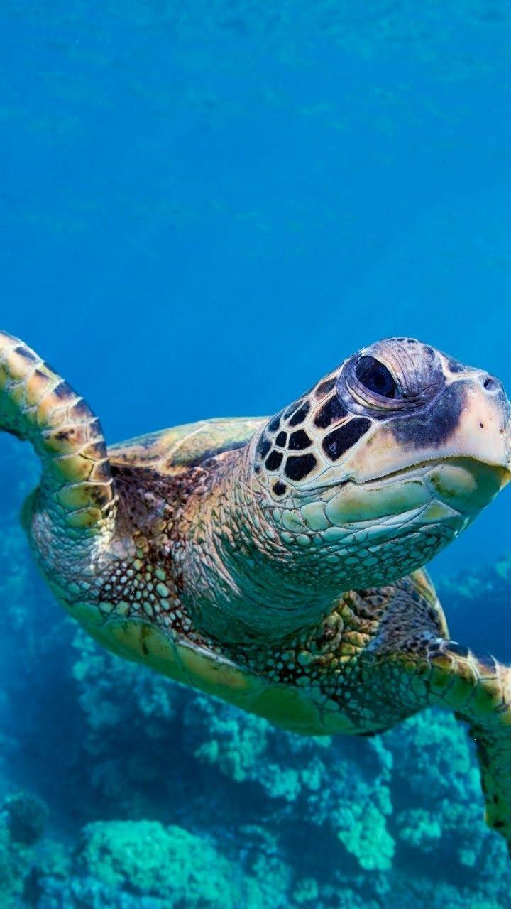 720x1280 Sea Turtle Phone Wallpaper