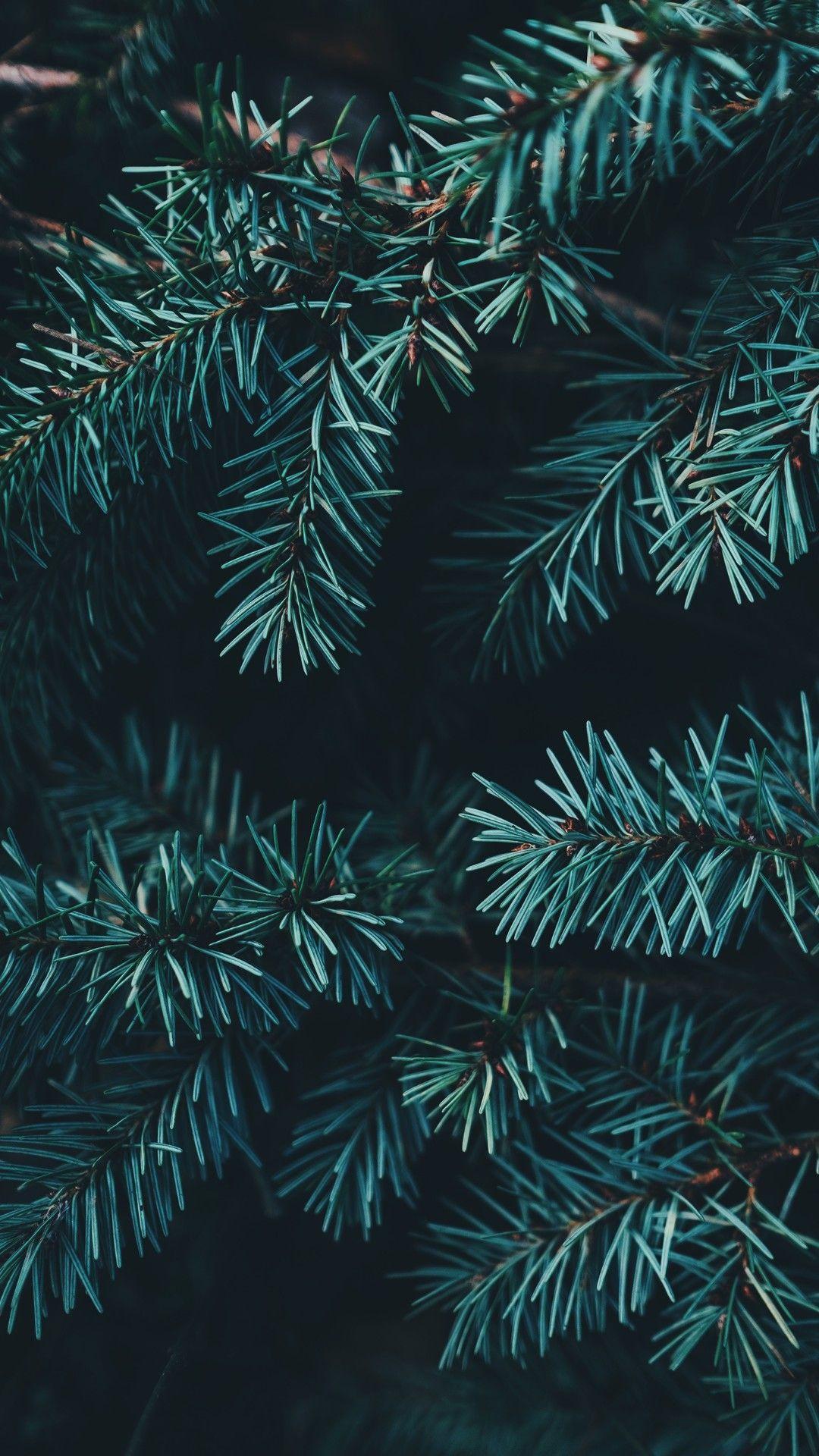 1080x1920 iPhone Wallpaper. Columbian spruce, Yellow fir, Colorado spruce