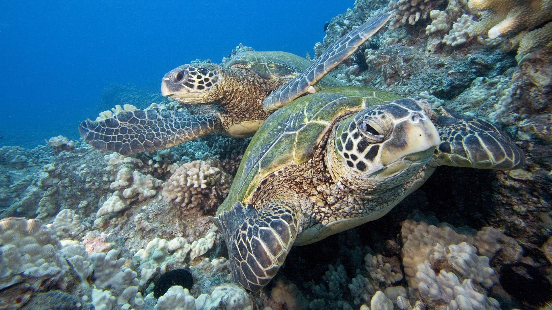 1920x1080 Free download Turtle Wallpaper Download Cute underwater Turtles