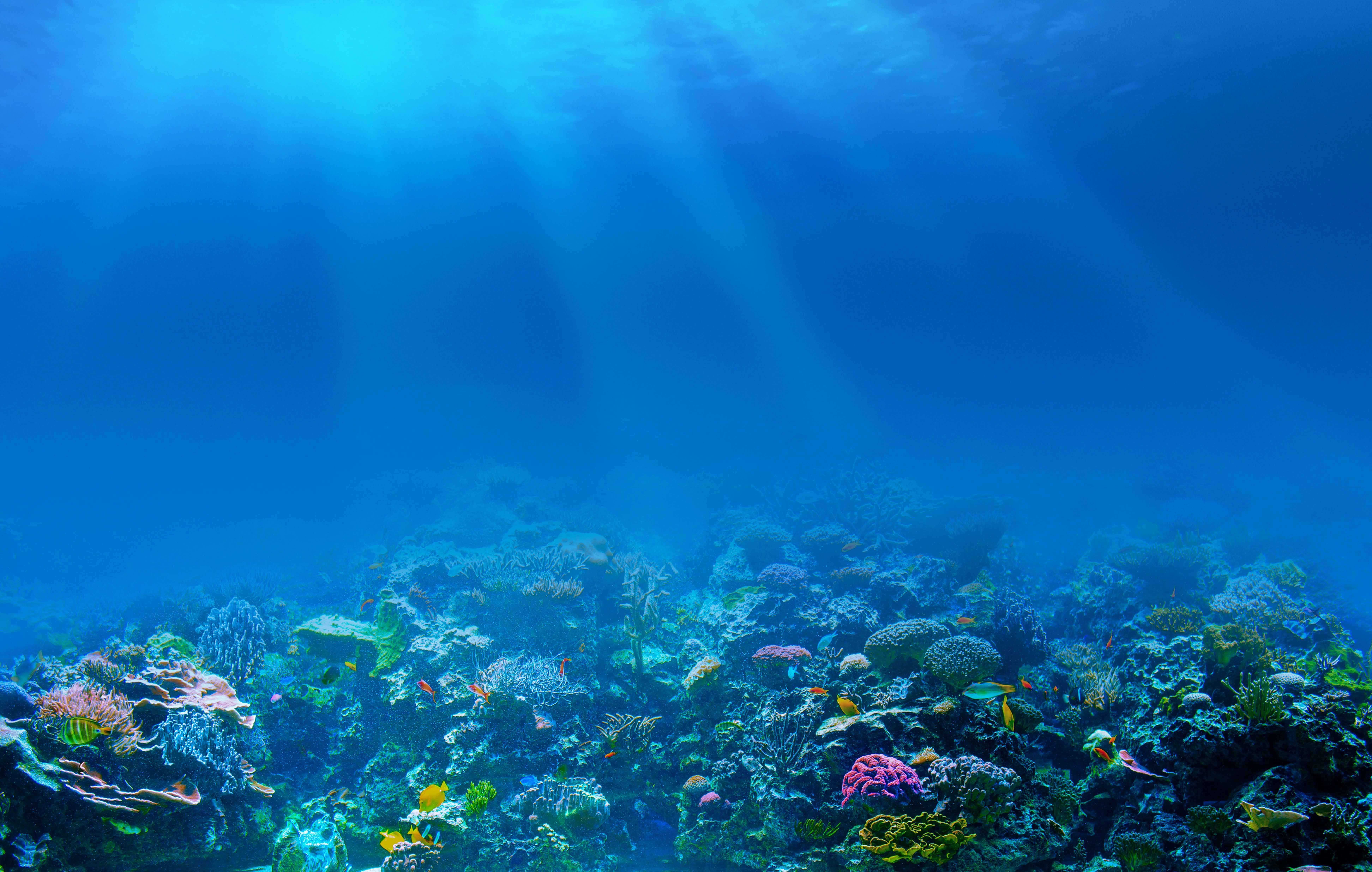 Underwater Ocean Wallpapers Top Free Underwater Ocean Backgrounds WallpaperAccess