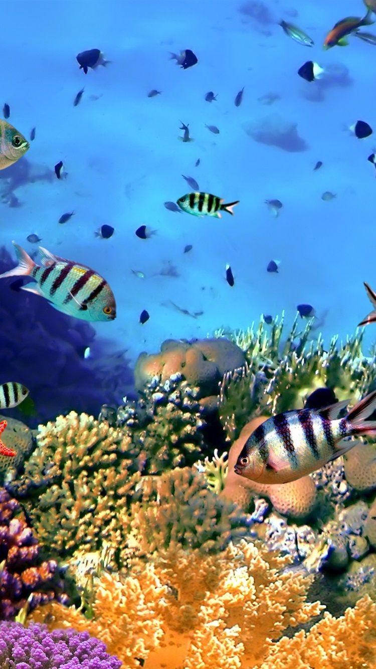 750x1334 Colorful tropical fish, coral, underwater, ocean 750x1334 iPhone 8