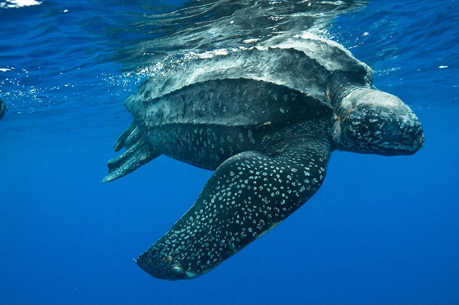 1584x1052 Leatherback Sea Turtle Wallpaper