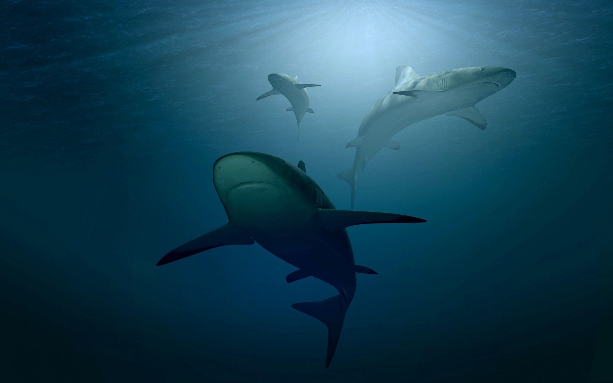 2560x1600 Download 2560x1600 Shark, Predator, Underwater, Ocean Wallpaper