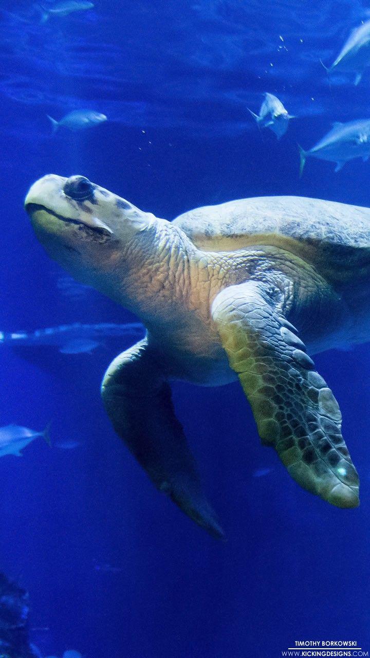 720x1280 iPhone Wallpaper. Sea turtle, Vertebrate, Green sea turtle