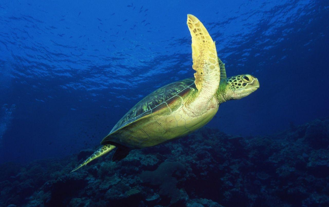 1280x804 Sea turtle wallpaper. Sea turtle