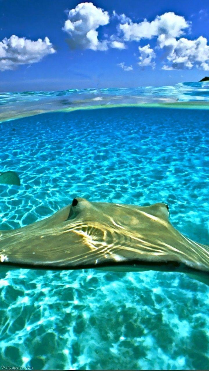 720x1280 iPhone Wallpaper. Marine biology, Marine mammal, Ocean, Fish