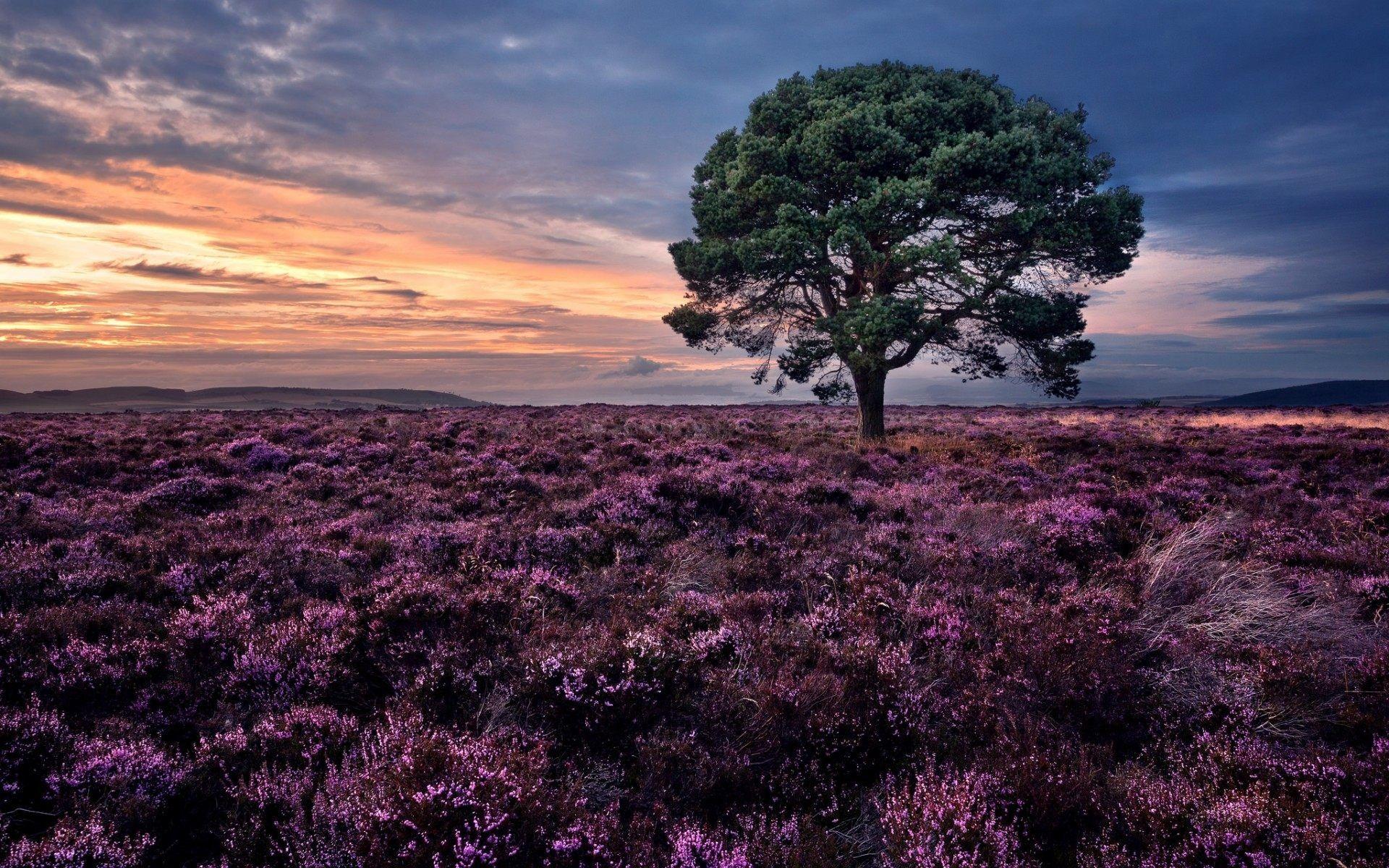1920x1200 Scotland Scenery Wallpaper