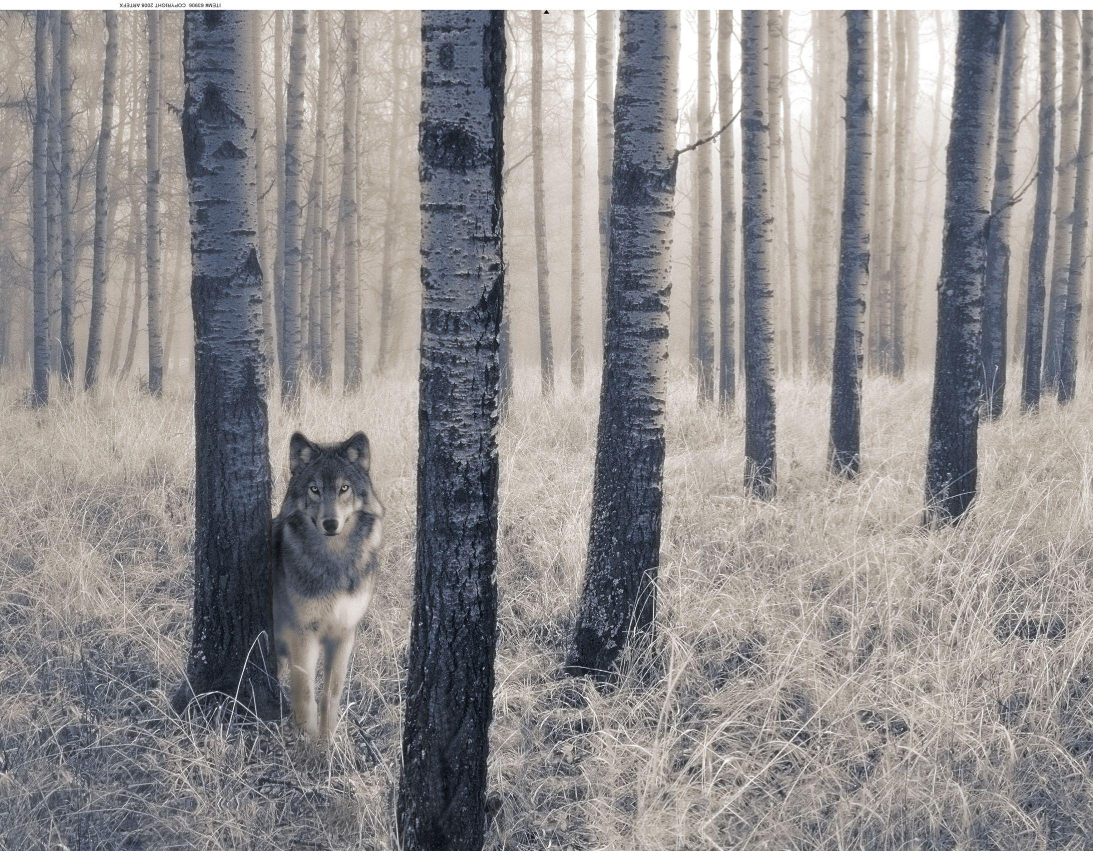 2186x1703 Lone High Definition Wallpaper Free Download
