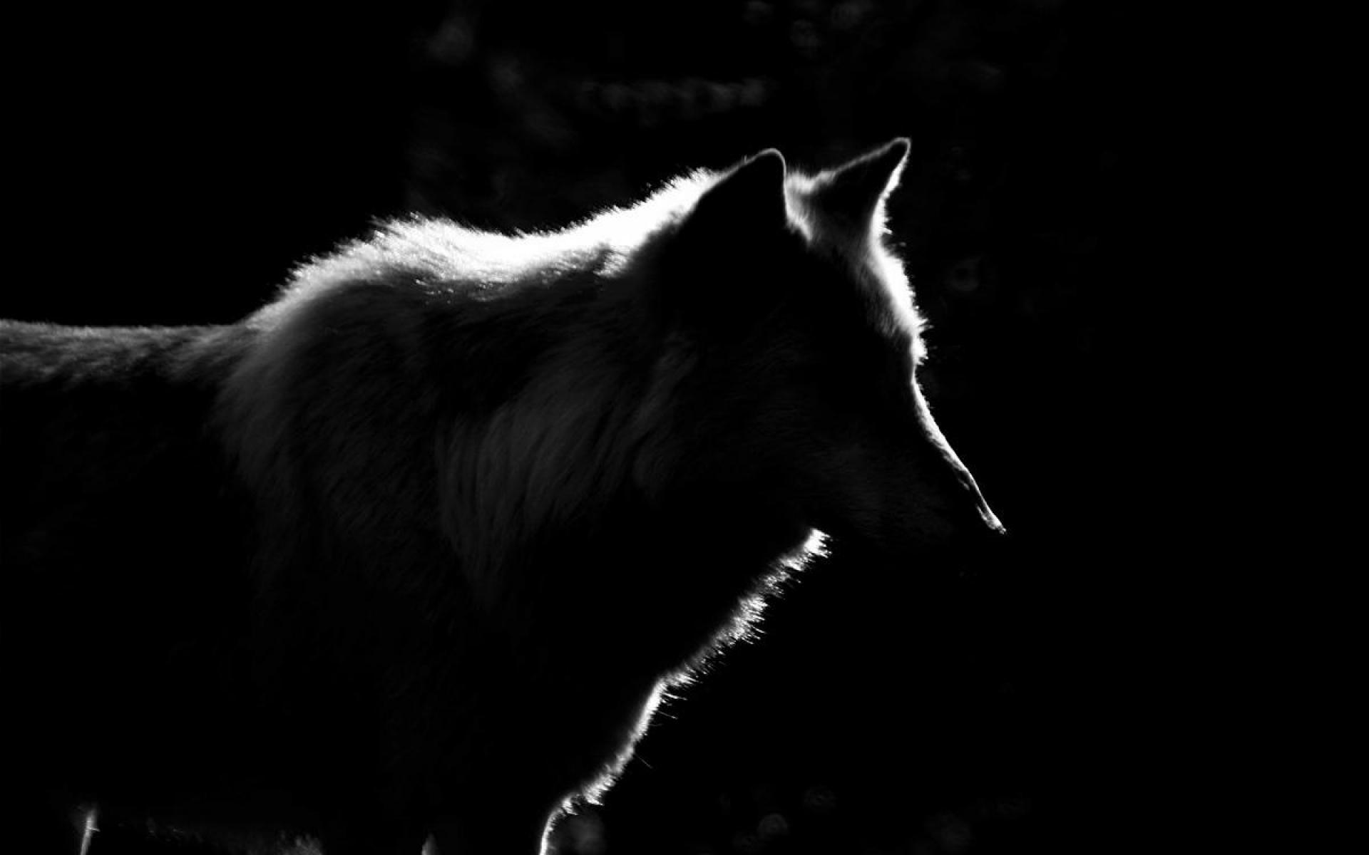 1920x1200 Lone Wolf Wallpaper Group (66)