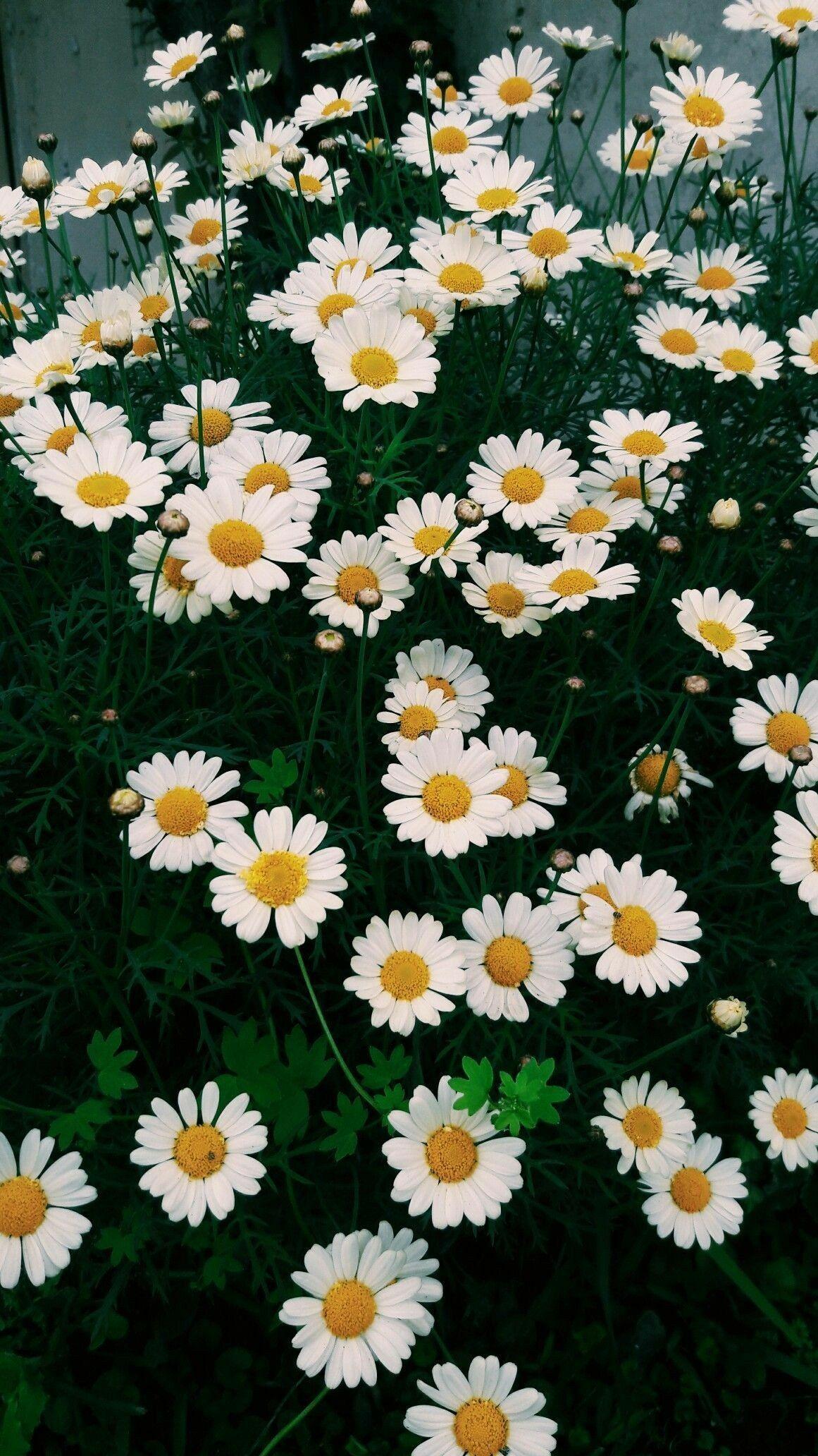 Aesthetic Daisy Wallpapers - Top Free Aesthetic Daisy Backgrounds