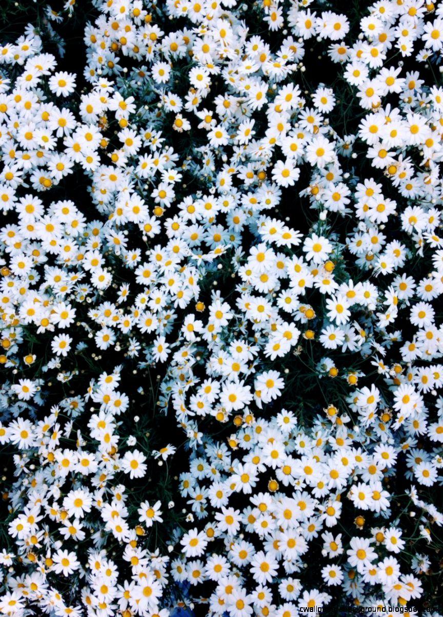 864x1203 Daisy Flowers Tumblr Hình nền - Daisy Background