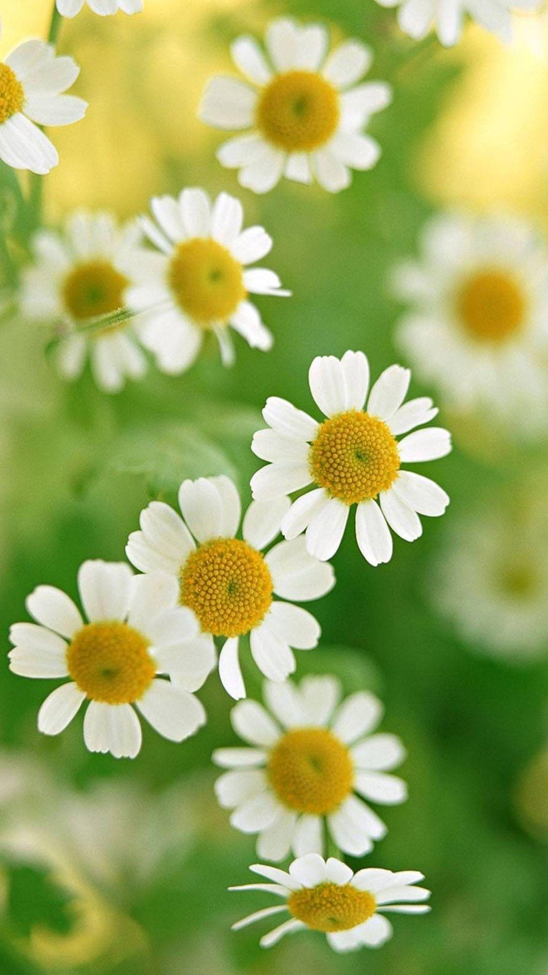 1080x1920 Nature White Daisy Flower Tải xuống Miễn phí Hình Nền iPhone 8