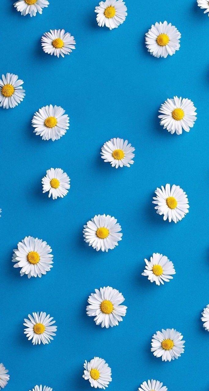Daisy Aesthetic Wallpapers Top Free Daisy Aesthetic Backgrounds Images