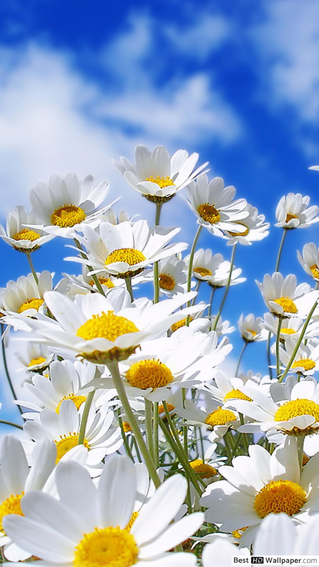 Tải xuống hình nền HD 1080x1920 Beautiful daisy flower